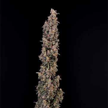 Семена конопли Bubblegum Extra Feminised Silver